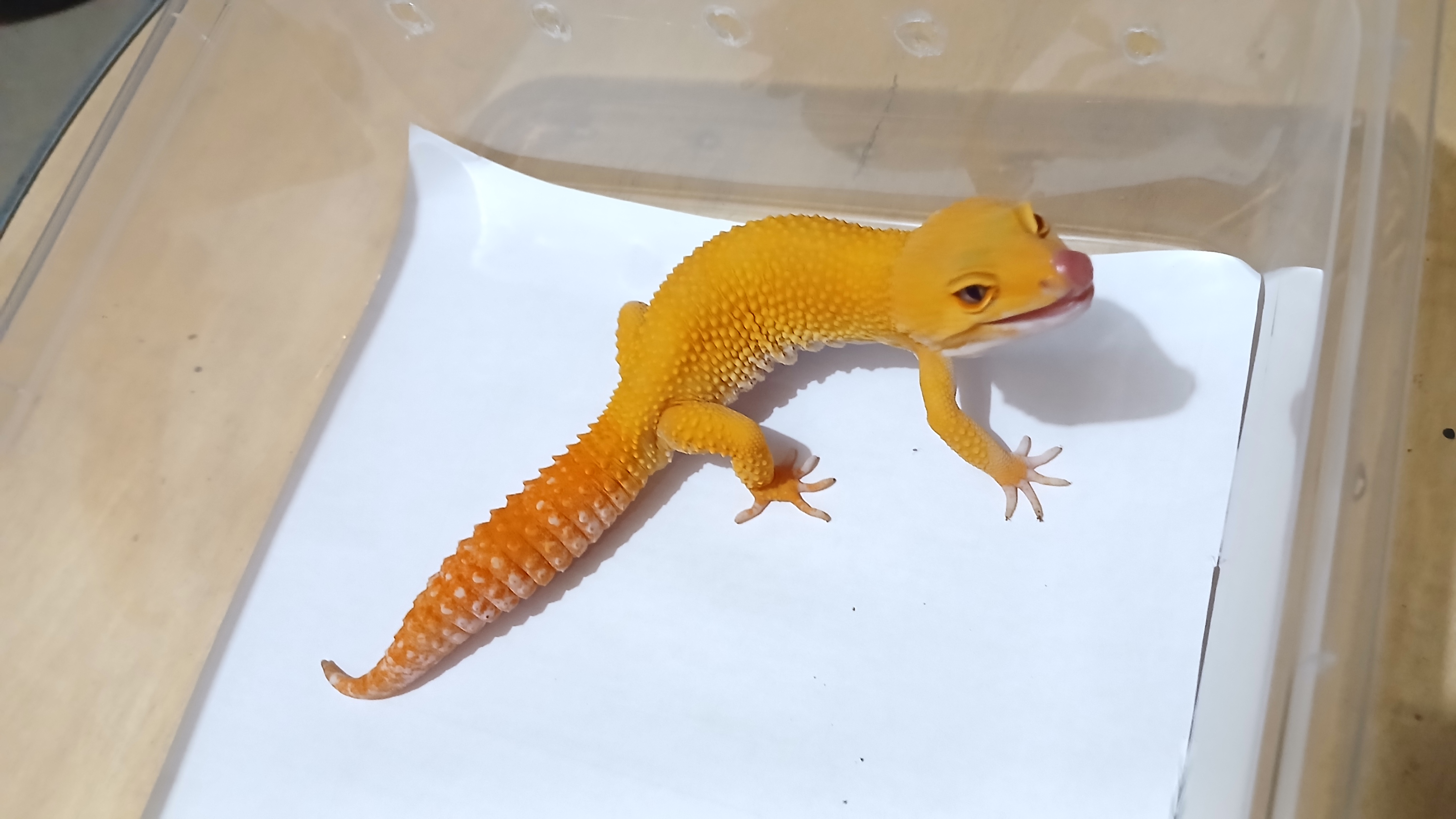 Sunglow (Male)