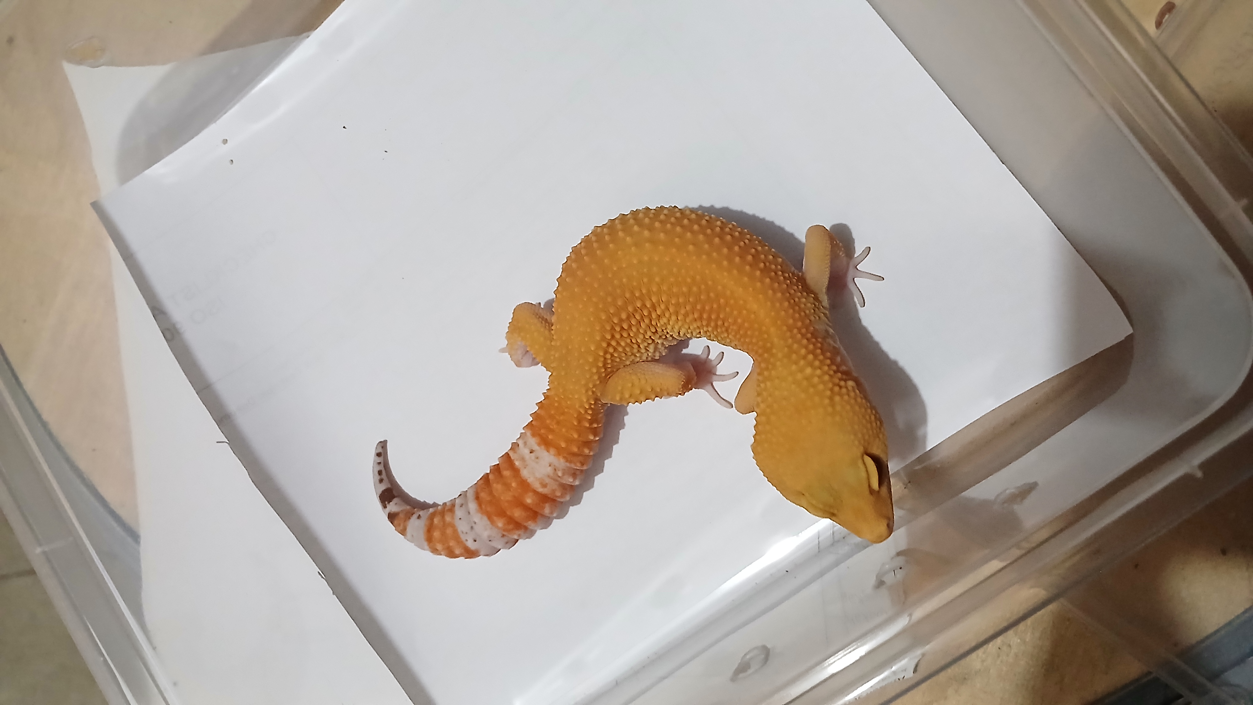 Sunglow (Male)