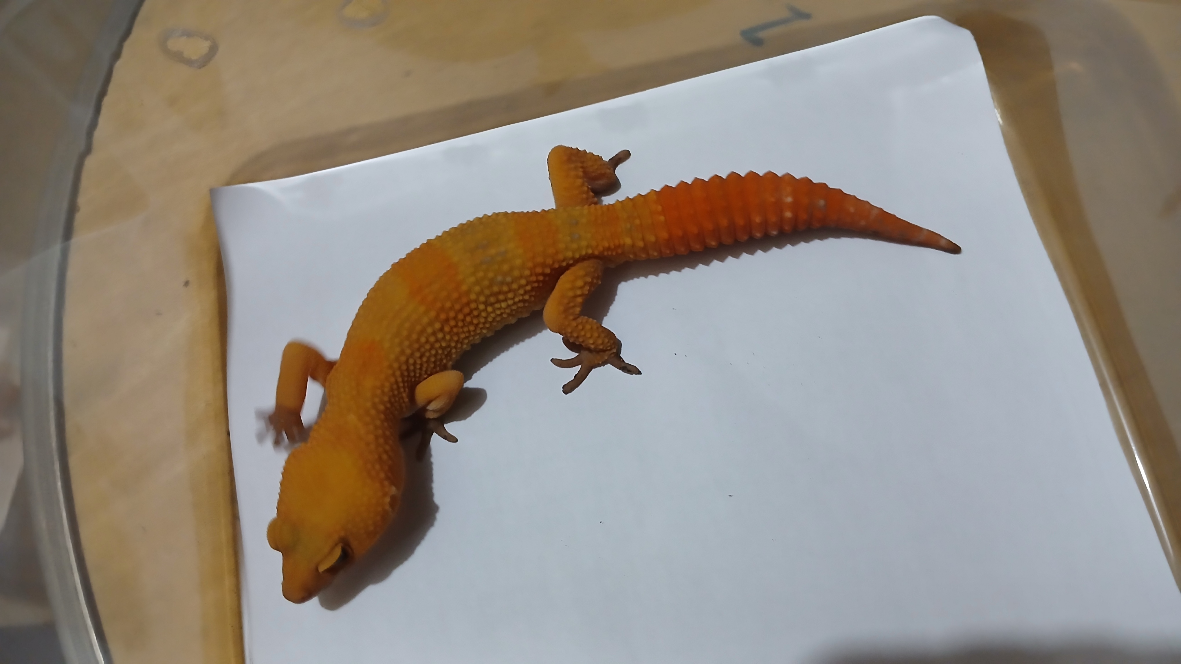 Sunglow Full CT (Male)