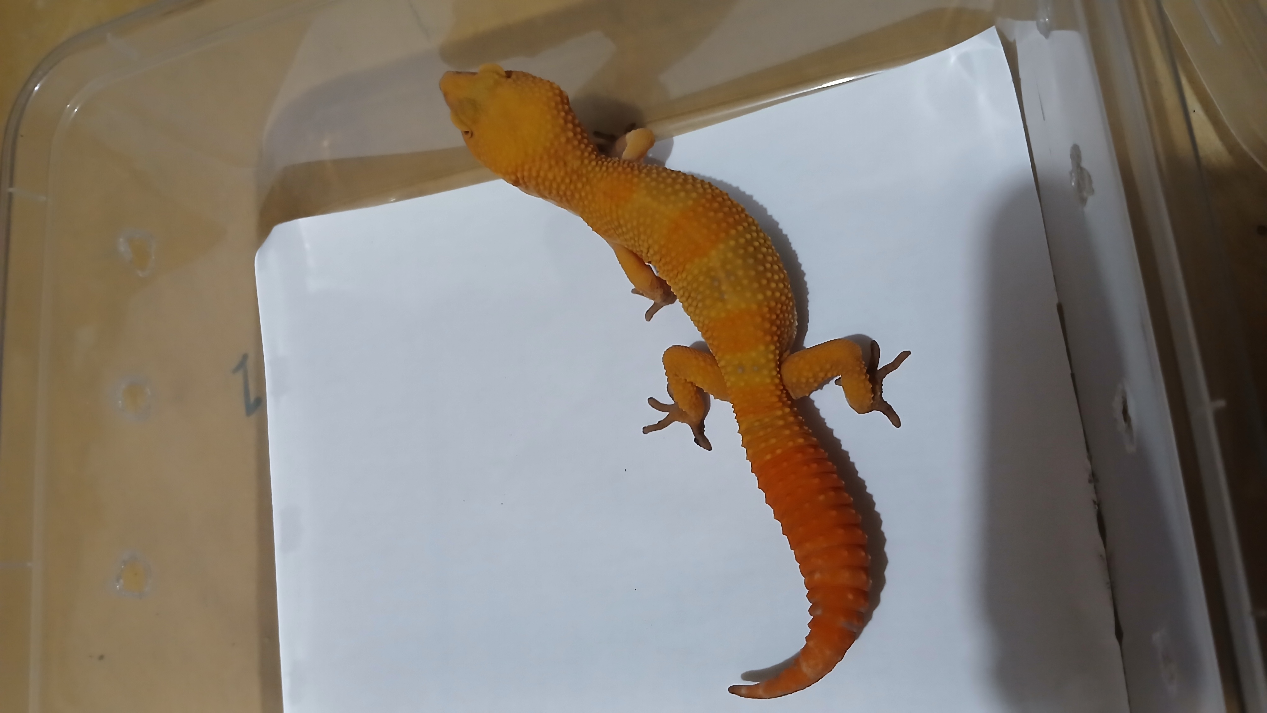 Sunglow Full CT (Male)