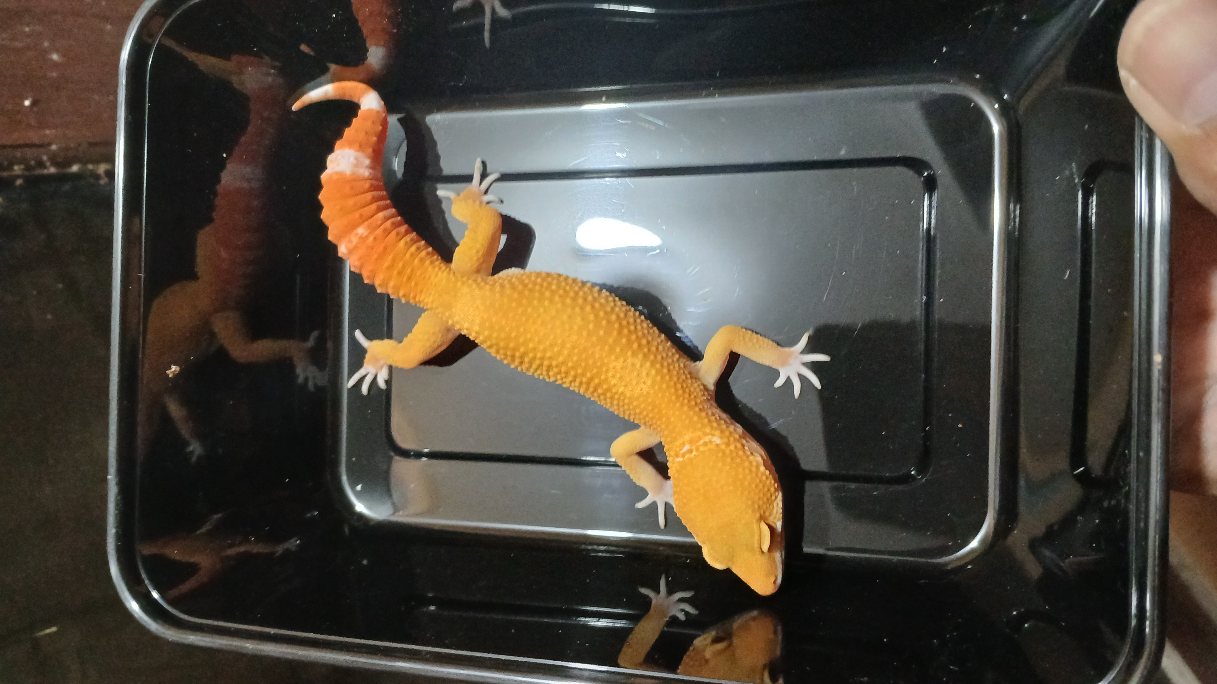 Sunglow (Prediksi Male)