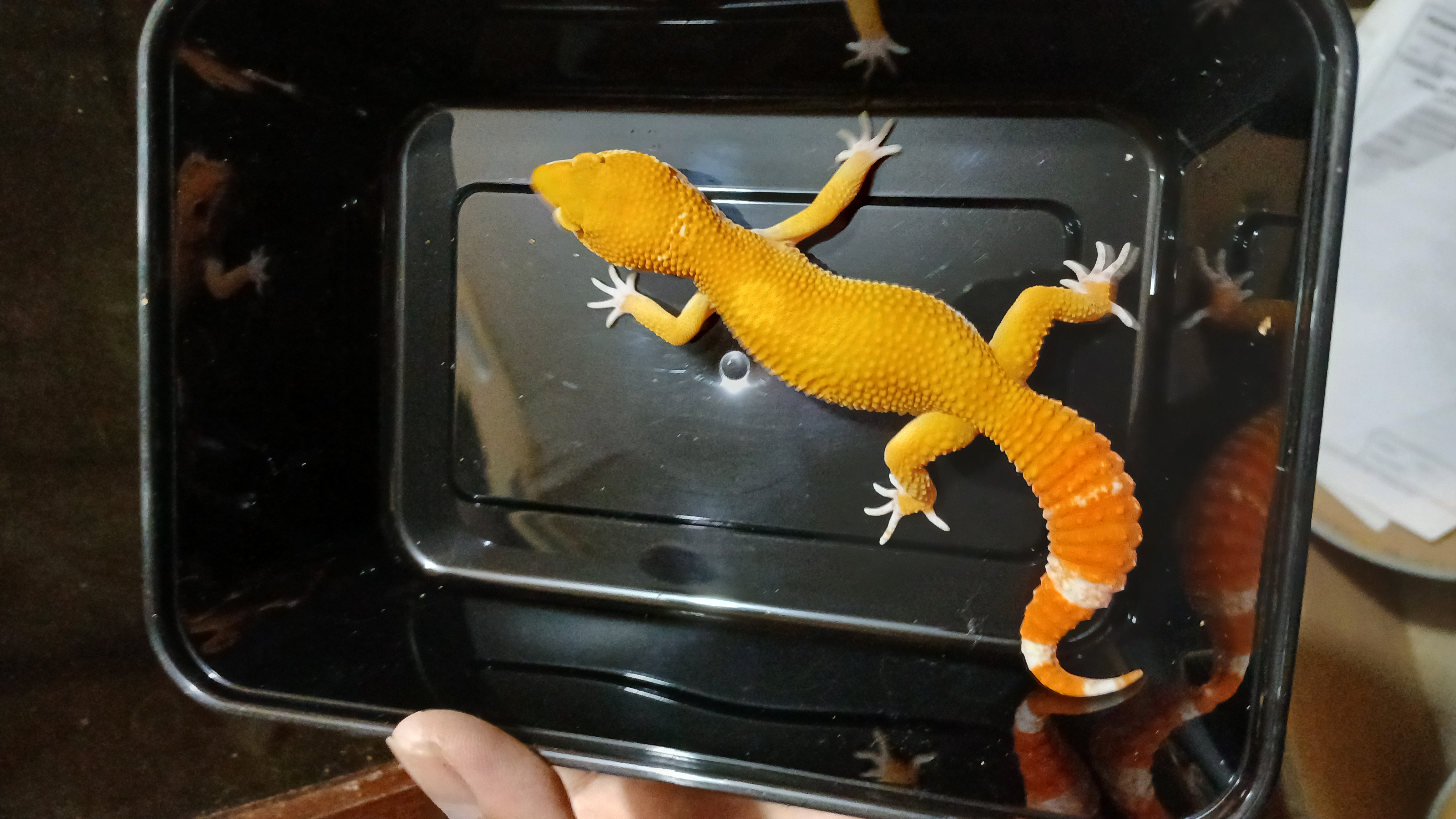 Sunglow (Prediksi Male)